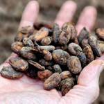 UNAN-Managua y Economía Creativa Promueven Estrategias Innovadoras en Cooperativas de Cacao