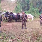 Sexto Comando Militar realiza ocupación de semovientes en Wiwilí