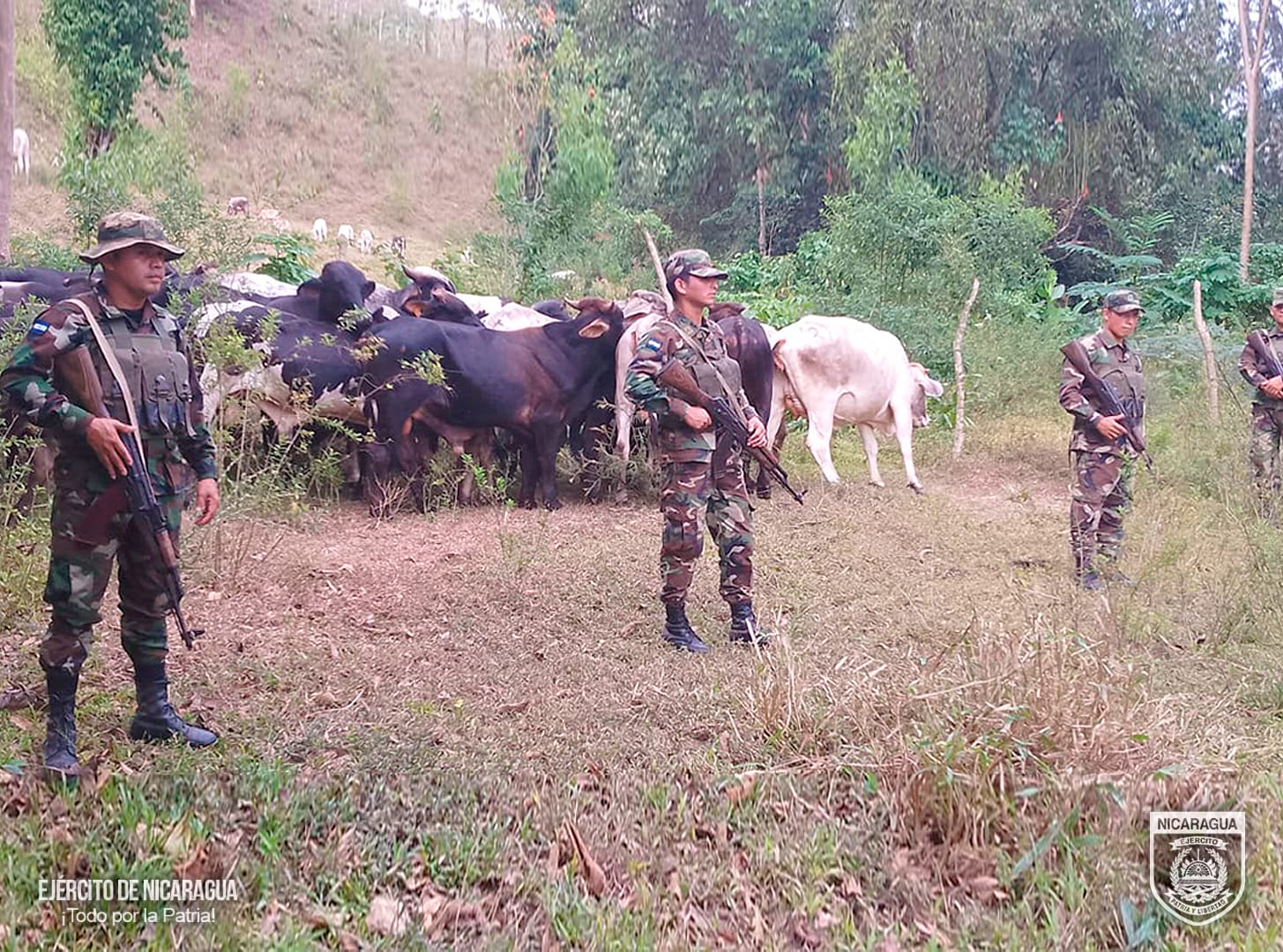 Sexto Comando Militar realiza ocupación de semovientes en Wiwilí