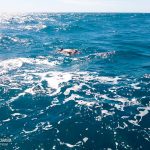 Fuerza Naval Encuentra Cuerpo Sin Vida en Costas de Pochomil