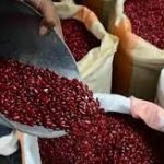 Frijol Rojo de Nicaragua Alcanza Nuevas Alturas en Producción y Exportación