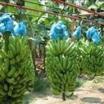 Incrementa producción de banano en Nicaragua