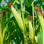 Productores de maíz con nuevas estrategias en la nutrición de este cultivo