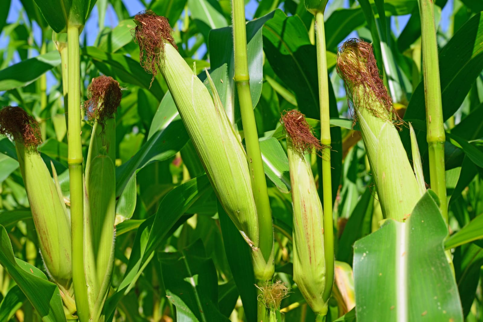 Productores de maíz con nuevas estrategias en la nutrición de este cultivo