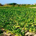 Nicaragua incrementa producción nacional de tabaco