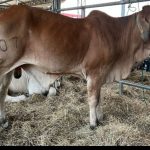 Familias de Siuna vivieron cuatro alegres días de Feria Ganadera