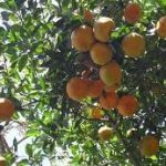 Exportaciones de Cítricos en Nicaragua Alcanzaron más de 9 Millones de Dólares en 2023