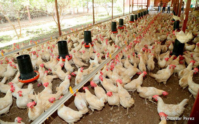 Sector avícola nicaragüense muestra crecimiento sostenido