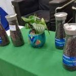 Estudio revela la riqueza de la diversidad genética criolla en el cultivo de frijol nicaragüense