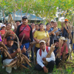 INTA presenta tres nuevas variedades de Yuca