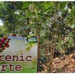 Conoce las distintas variedades de café especial en La Dalia