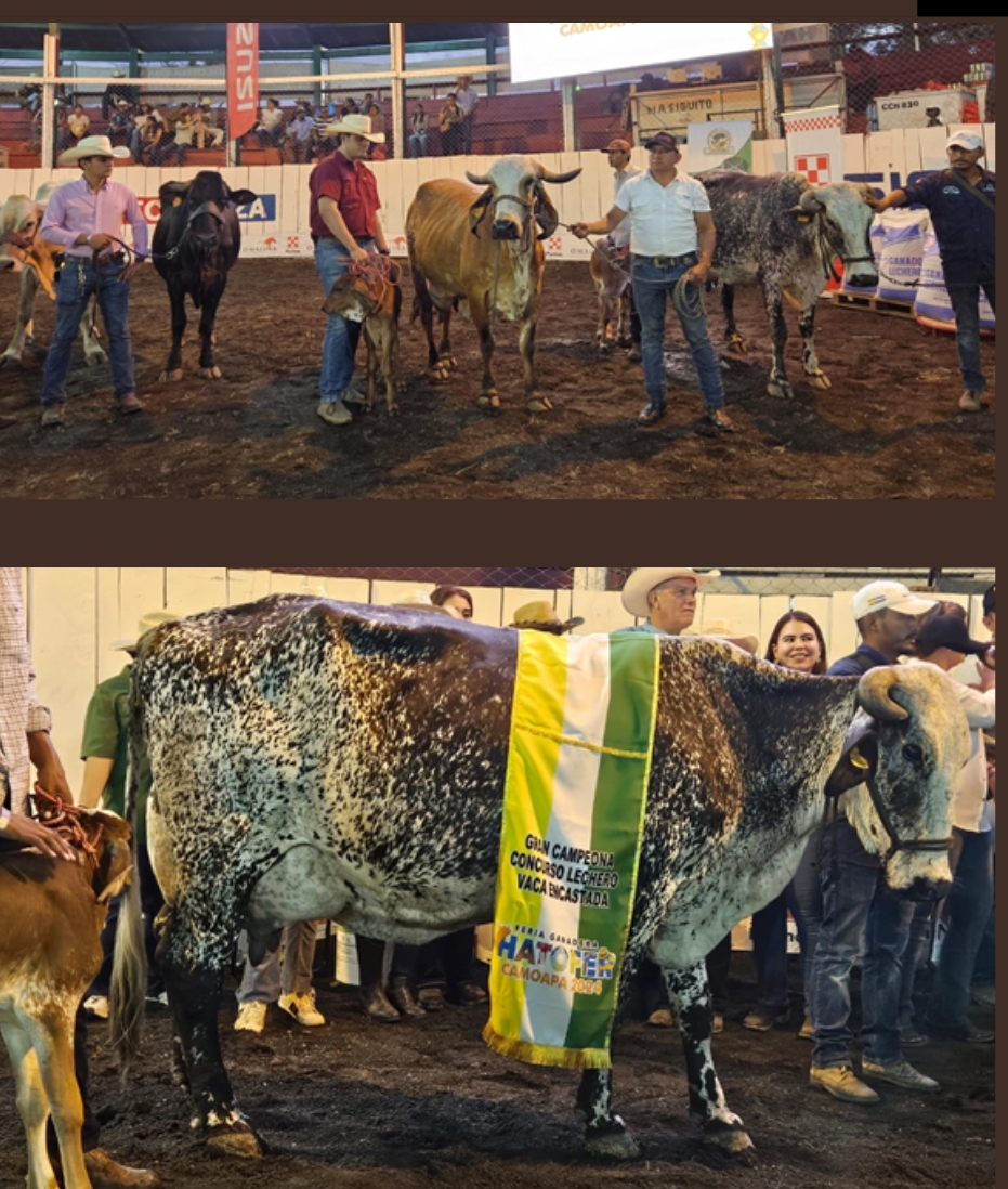 Así celebraron ganaderos del país el Certamen Nacional de la Vaca Lechera, 2024