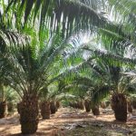 59 millones de dólares generaron exportaciones de palma aceitera en 2023