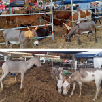Chinandeganos celebraron alegre feria ganadera