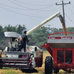 Crece cultivo de arroz en Nicaragua