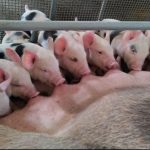 Resultados del estudio del Hati Porcino Nacional