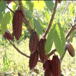 Resultado de la producción nacional de cacao, ciclo 2023/2024