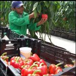 Buena salida de cosecha de hortalizas para mayo 2024