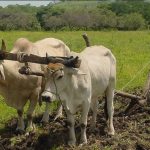 Productores nicaragüenses tienen expectativas alentadoras para la producción de granos básicos en 2024