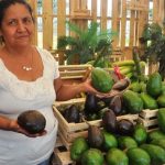 Destacada Cosecha de Aguacate en Plantaciones: Enero-Mayo 2024