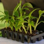 Cultivando plátano con tecnología: rendimientos y ahorros sostenibles