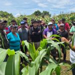 INTA Presenta nuevos métodos de siembra del maíz