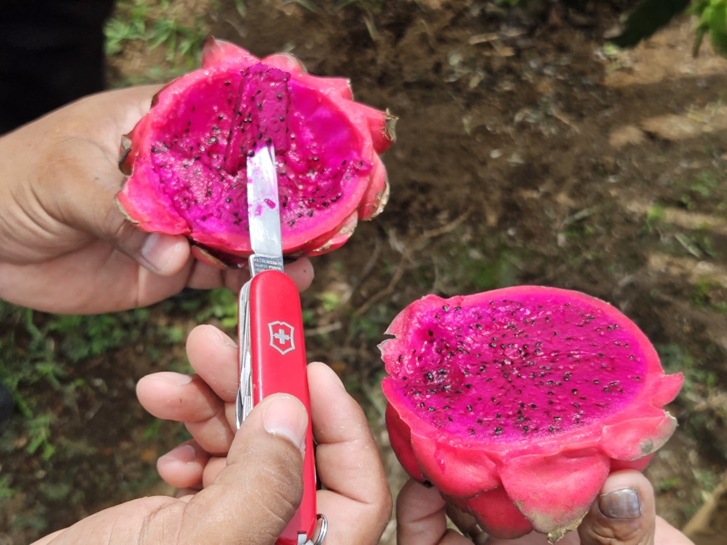 INTA presenta nueva variedades de Pitahaya Roja