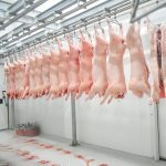 Producción de carne porcina en Nicaragua crece y fortalece la economía familiar