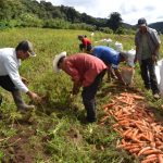 Producción Nacional de Hortalizas, satisfaciendo la demanda de los Mercados