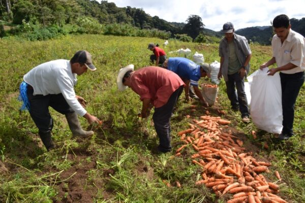 Producción Nacional de Hortalizas, satisfaciendo la demanda de los Mercados