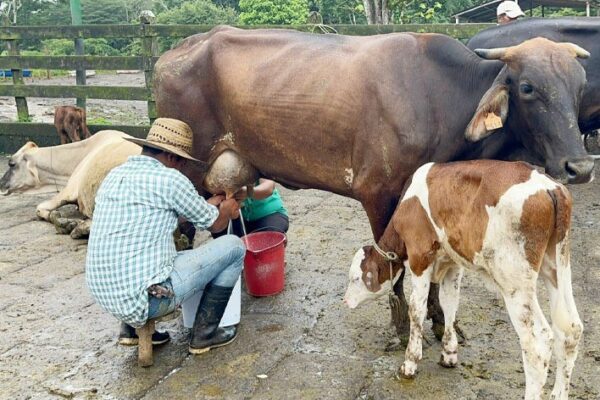 Resultados del Estudio Hato Ganadero 2024: avances y desafíos en la Producción Pecuaria