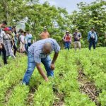 INTA Presenta Alternativas Biológicas Innovadoras para el Control de Trips en Frijol