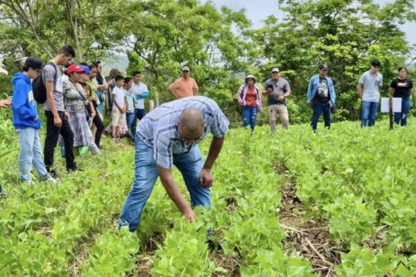 INTA Presenta Alternativas Biológicas Innovadoras para el Control de Trips en Frijol