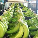 Exportación de Banano en buen avance en el Tercer Trimestre de 2024