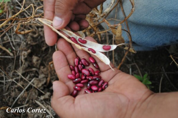Nicaragua será sede del Encuentro Regional de Seguridad Alimentaria