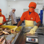 Avance en Producción Pesquera y Acuícola a Septiembre de 2024