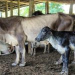 Resultados Programa Mejoramiento Genético e Inseminación Artificial Bovina