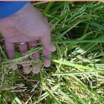 Avances en Siembra de Arroz: Innovaciones y Estrategias para el Ciclo 2024/2025