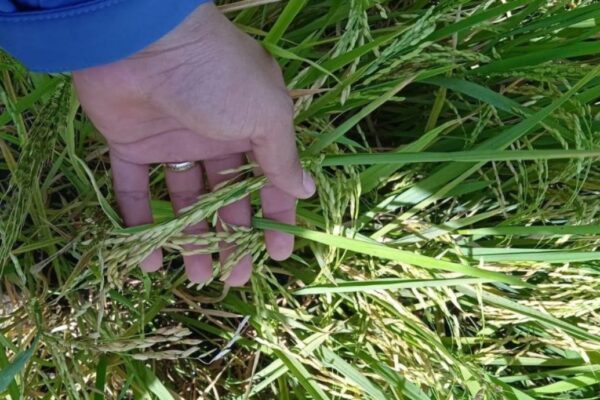 Avances en Siembra de Arroz: Innovaciones y Estrategias para el Ciclo 2024/2025