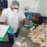 Realizan Muestreo de Caracol Rosado en Mariscos de Bilwi