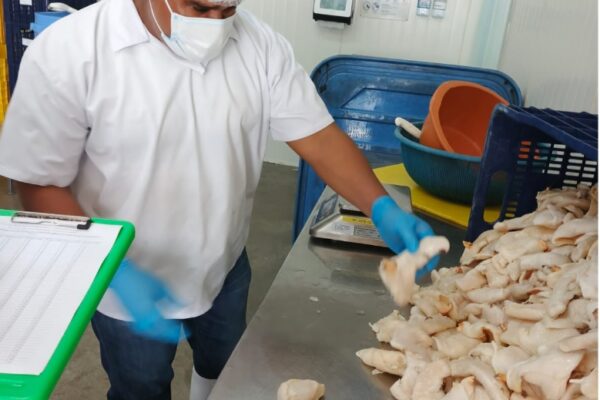 Realizan Muestreo de Caracol Rosado en Mariscos de Bilwi