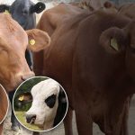 Trazabilidad Agropecuaria en Nicaragua: Clave para impulsar exportaciones y apoyar a pequeños productores