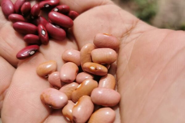 Ministerio Agropecuario Informa Incremento del 9.2% en Siembra de Frijol Rojo