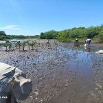 15 mil propágulos son plantados en la Reserva Natural Isla Juan Venado
