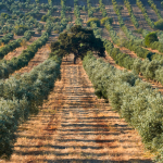 Prisioneros de tierra de olivos y tomillo