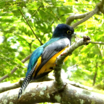 MARENA anuncia la identificación de 287 especies de aves en el II Avistamiento y Conteo 2024