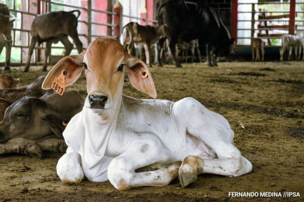 Nicaragua revalida su estatus sanitario ante la OMS-ANIMAL