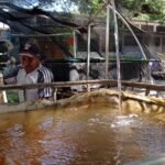 Inpescas capacita en técnicas innovadoras para el cultivo de tilapias