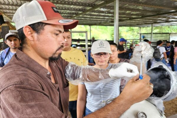 INTA impulsa técnicas de sincronización e inseminación artificial bovina para mejorar la ganadería