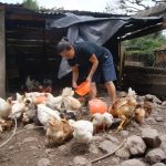 Ministerio Agropecuario Reporta 220,110 Familias Productoras de Aves de Corral en Fincas en 2024